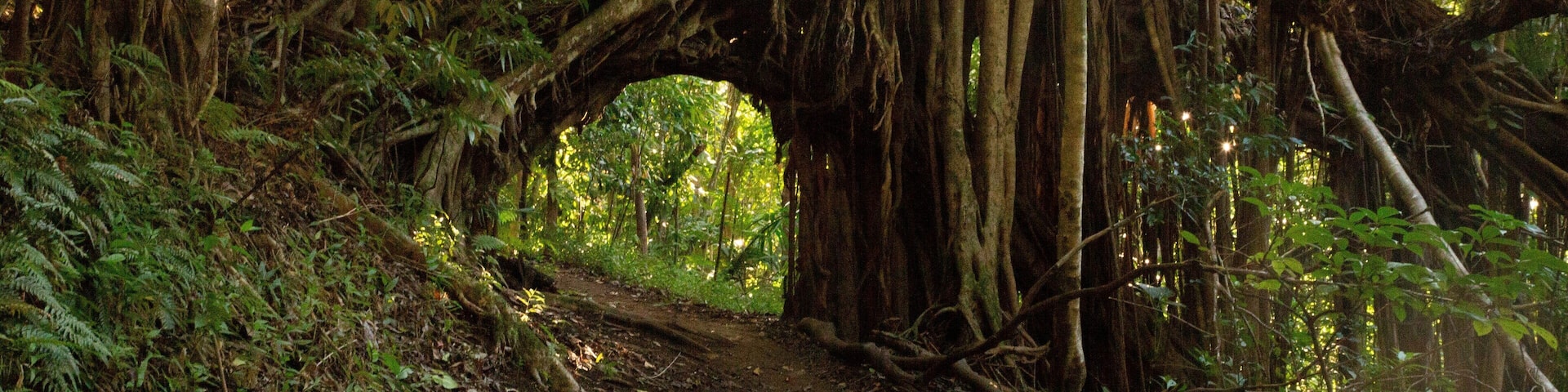 Makiki Forest Recreation Area featuring forest scenes and a sunset