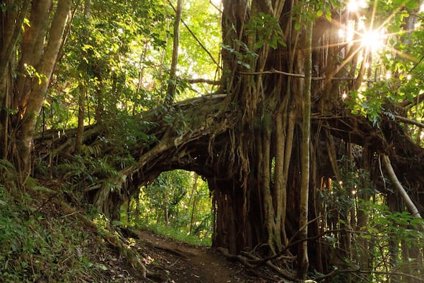 Makiki Forest Recreation Area featuring forest scenes and a sunset