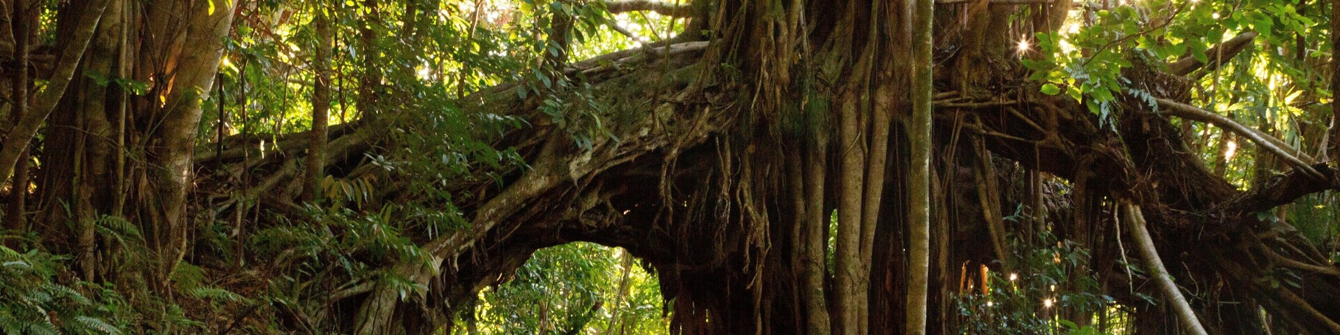 Makiki Forest Recreation Area featuring forest scenes and a sunset