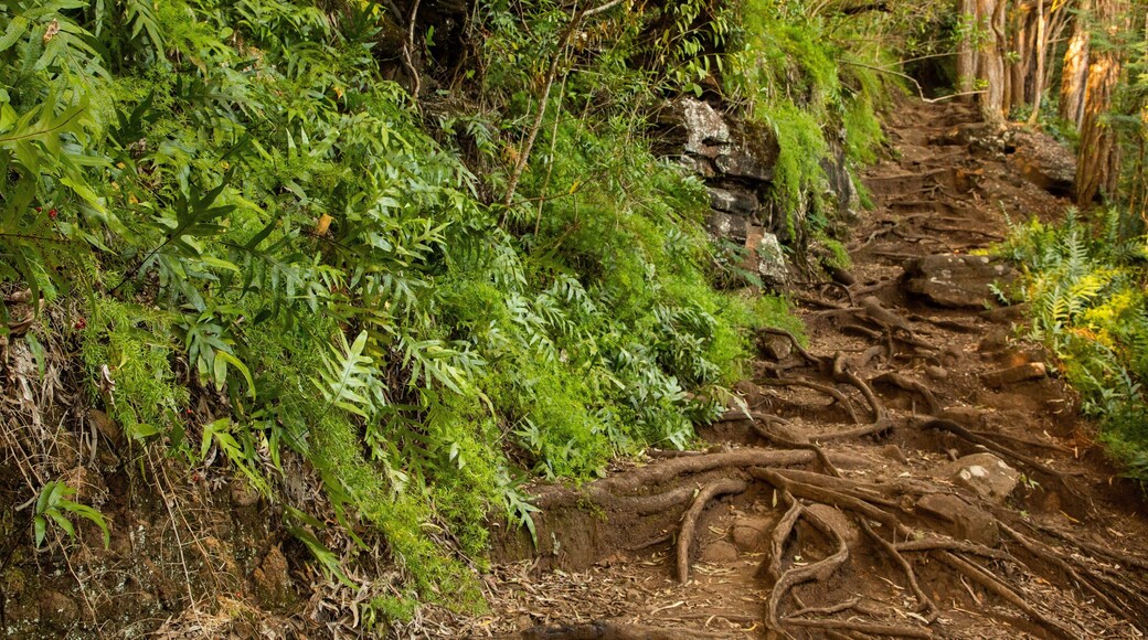 Makiki Forest Recreation Area showing forest scenes