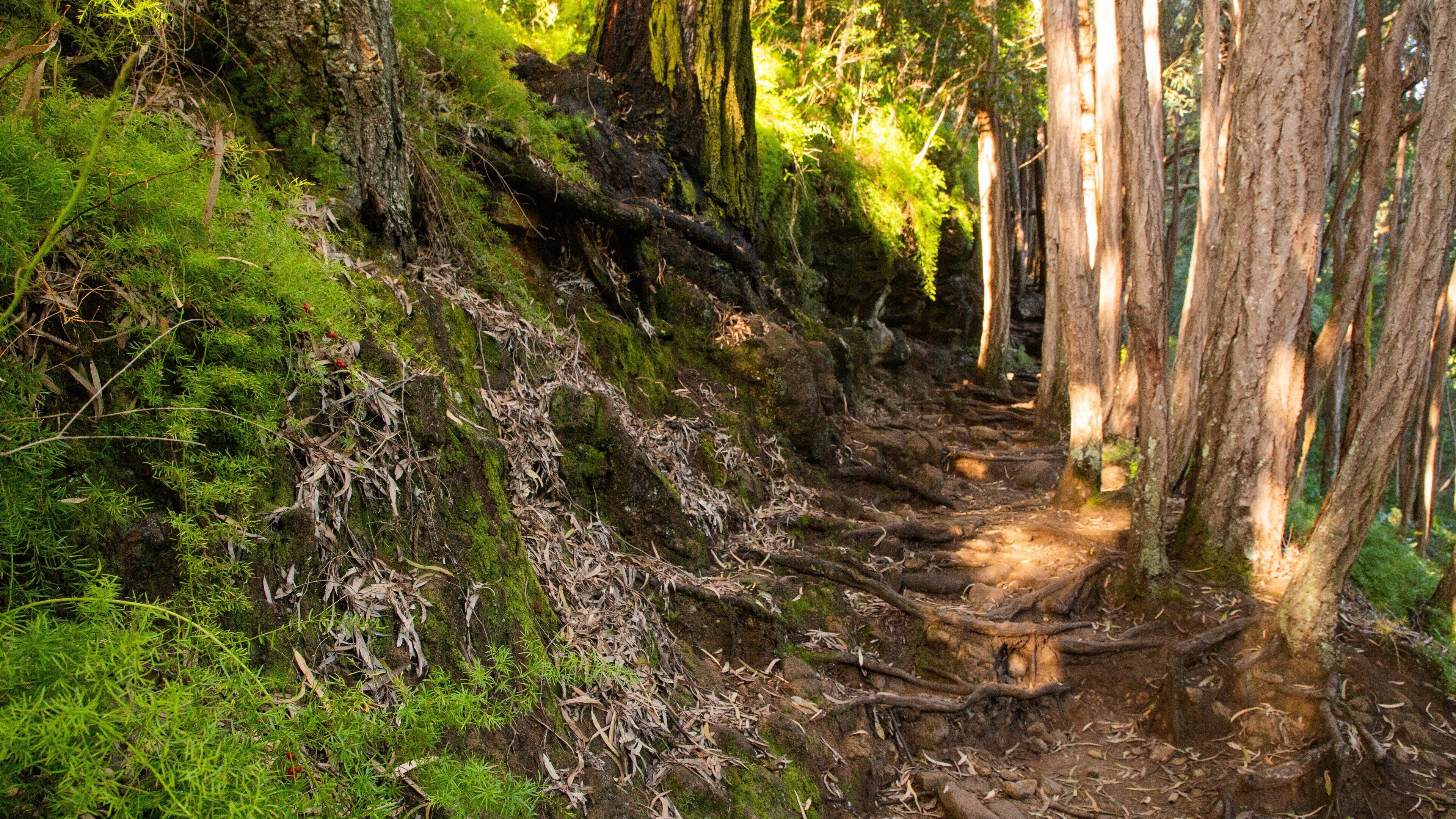Makiki Forest Recreation Area which includes forest scenes