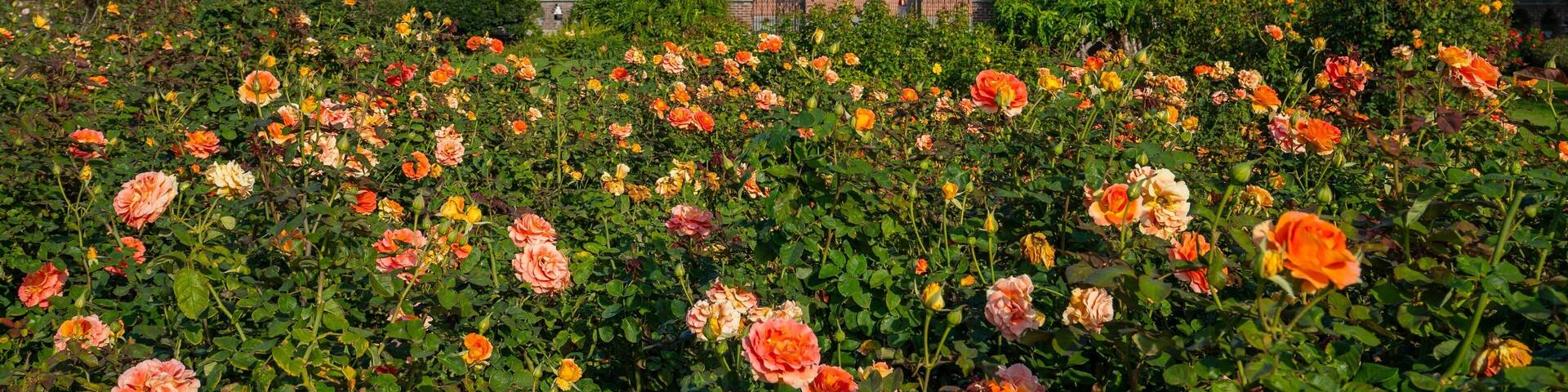 Un edificio con fachada de ladrillo y grandes ventanales, rodeado de un jardín de rosas naranjas y rosadas.