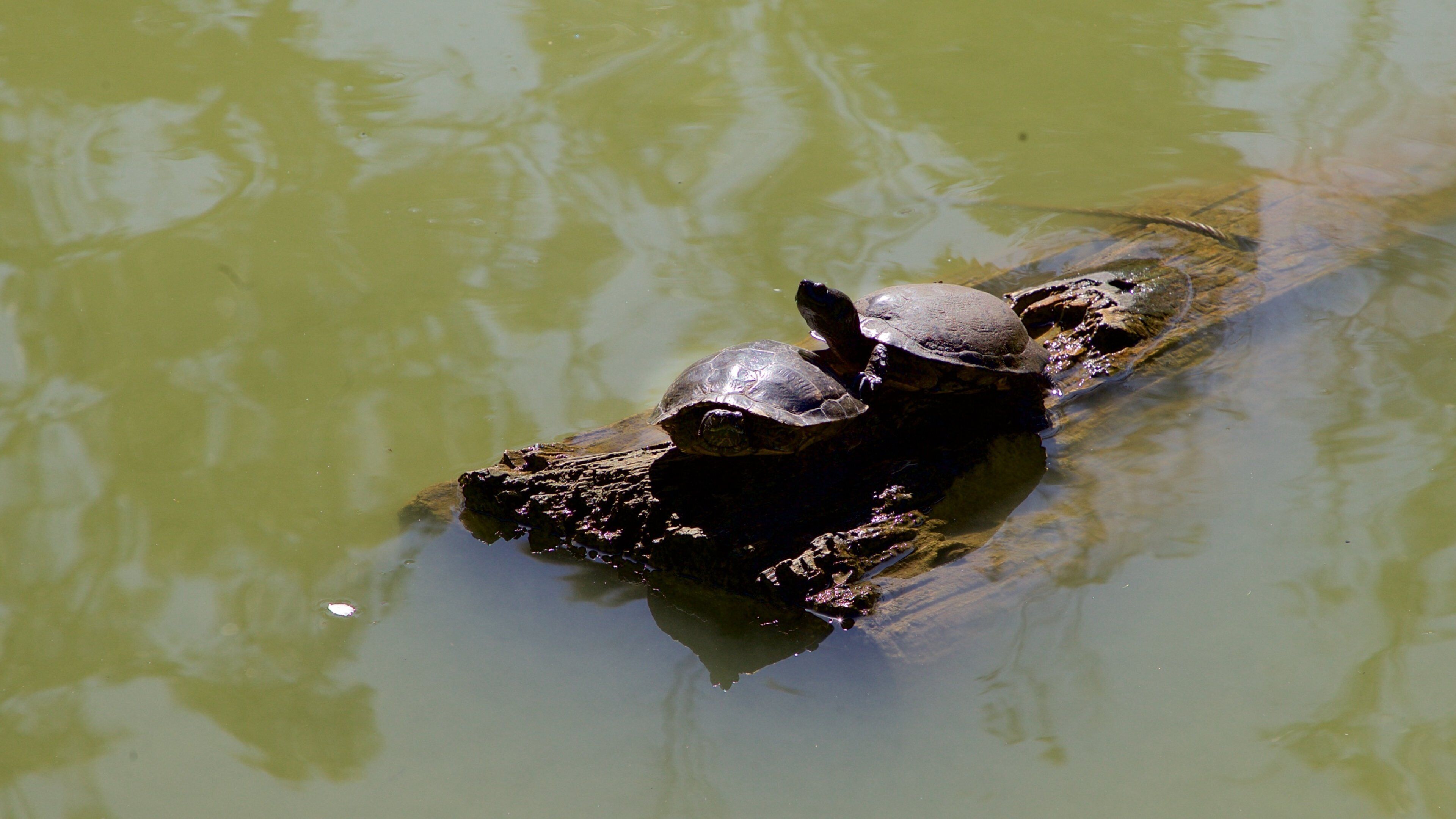 Stow Lake which includes marine life
