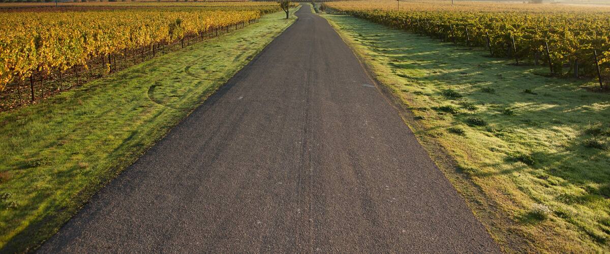 KF7MWN USA, California, Sonoma, Gundlach Bundschu Winery, morning light illuminates the road into the 150 year old vineyard