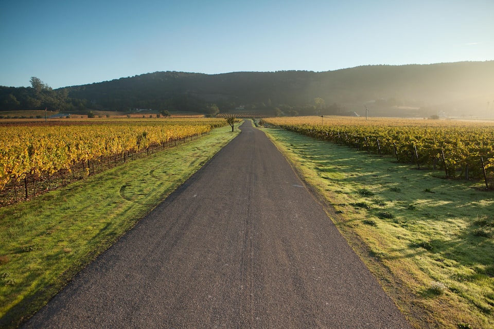 A rural road flanked by vineyards under a clear sky.