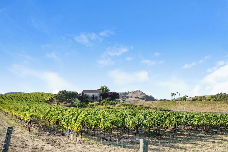 Ein Weinberg mit Reihen von Reben, einem Haus und Hügeln im Hintergrund.