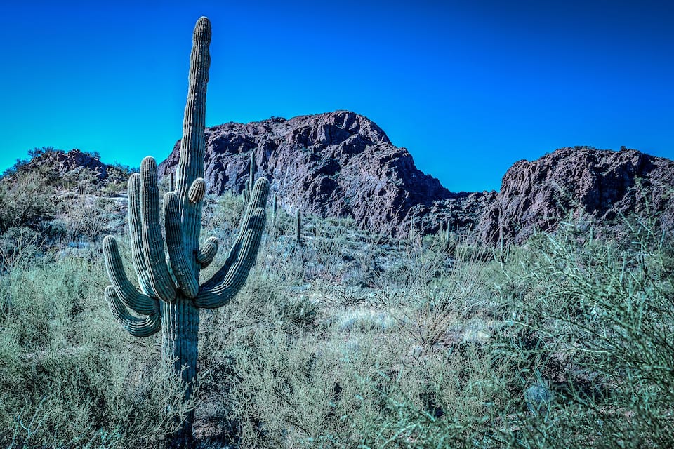 Un gran cactus saguaro en un paisatge desèrtic, amb muntanyes rocoses al fons.
