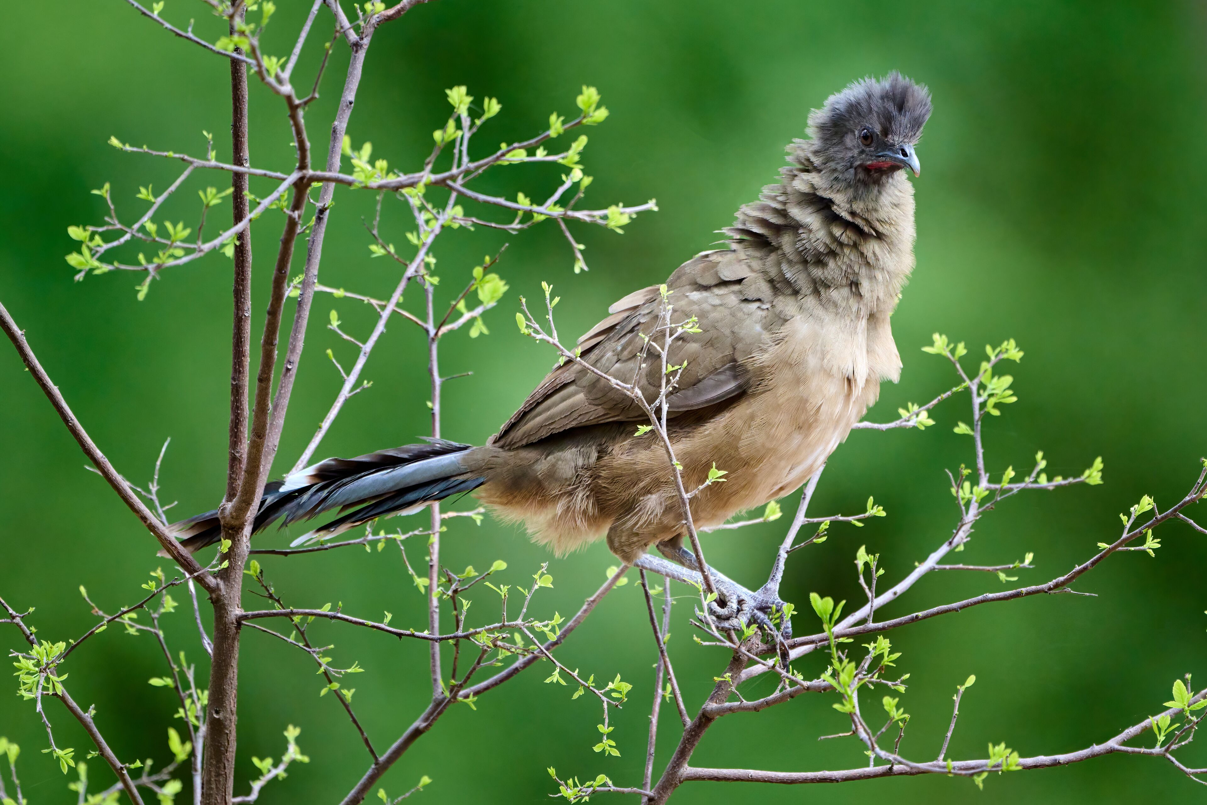 Plain Chachalaca (Ortalis vetula) in a bush in the Rio Grande Valley, South Texas, Bentsen-Rio Grande State Park, Mission, Texas.