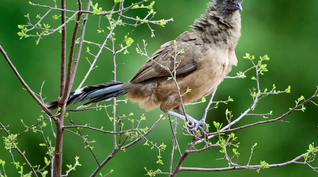 Plain Chachalaca (Ortalis vetula) in a bush in the Rio Grande Valley, South Texas, Bentsen-Rio Grande State Park, Mission, Texas.