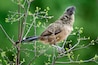 Plain Chachalaca (Ortalis vetula) in a bush in the Rio Grande Valley, South Texas, Bentsen-Rio Grande State Park, Mission, Texas.