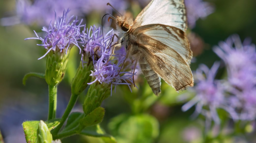 National Butterfly Center
