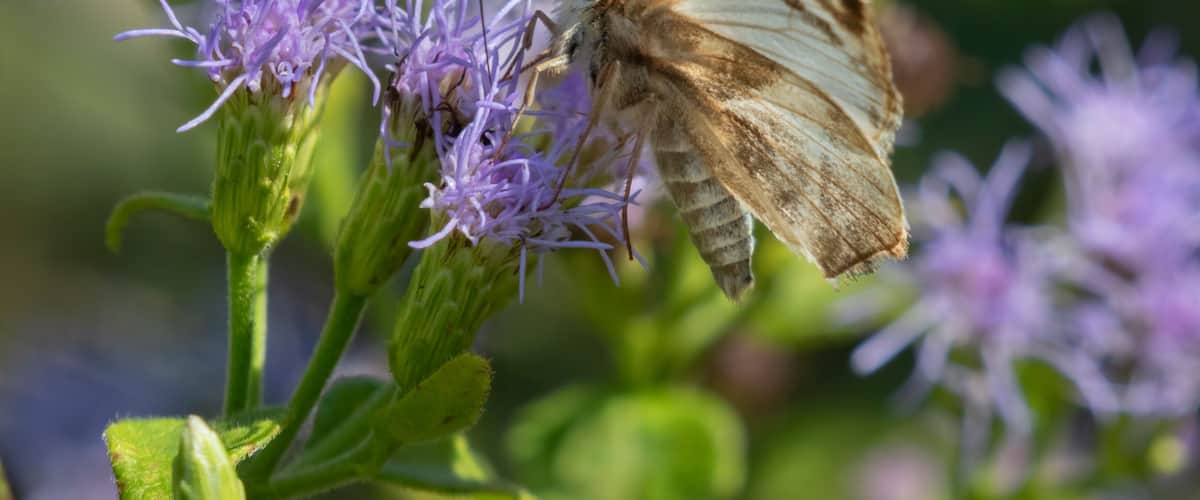 Laviana White-skipper (Heliopetes laviana) at National Butterfly Center, Mission