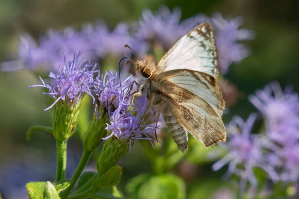 Una mariposa sobre flores moradas.
