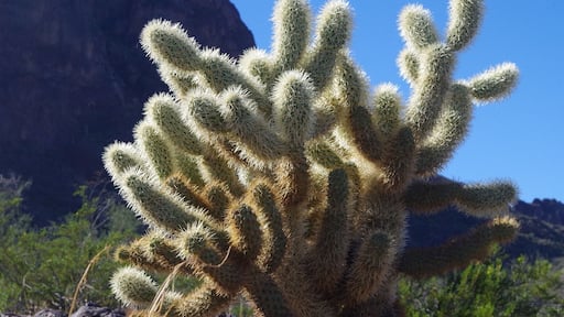 A quick road side stop at the Picacho Peak State park. A little nature trail had plenty of different cactus to view.