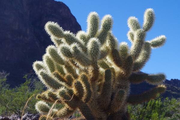 A quick road side stop at the Picacho Peak State park. A little nature trail had plenty of different cactus to view.