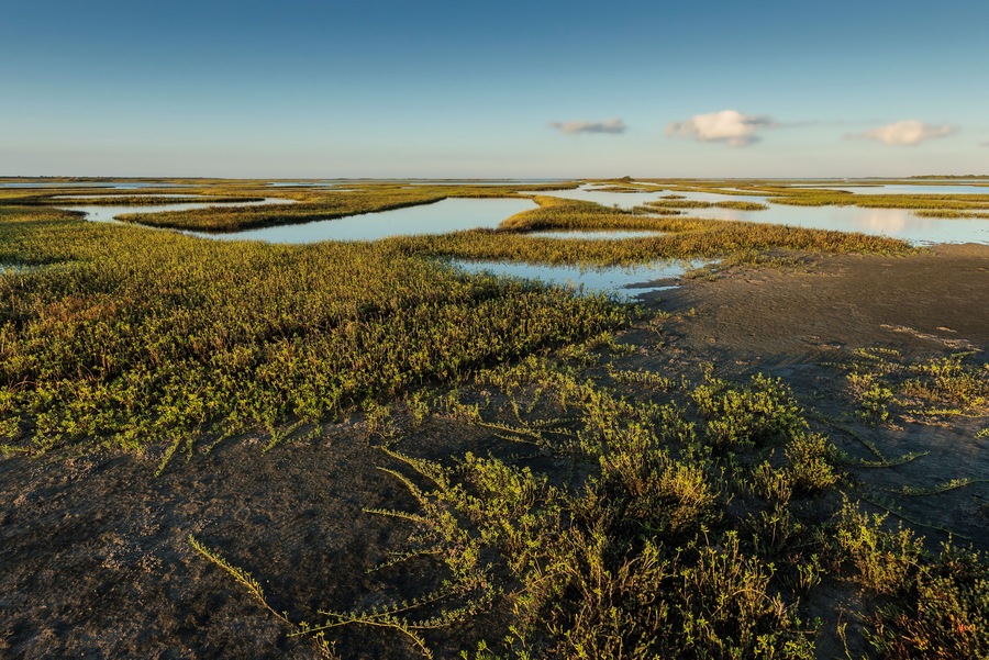 A coastal wetland with water bodies and dense vegetation.