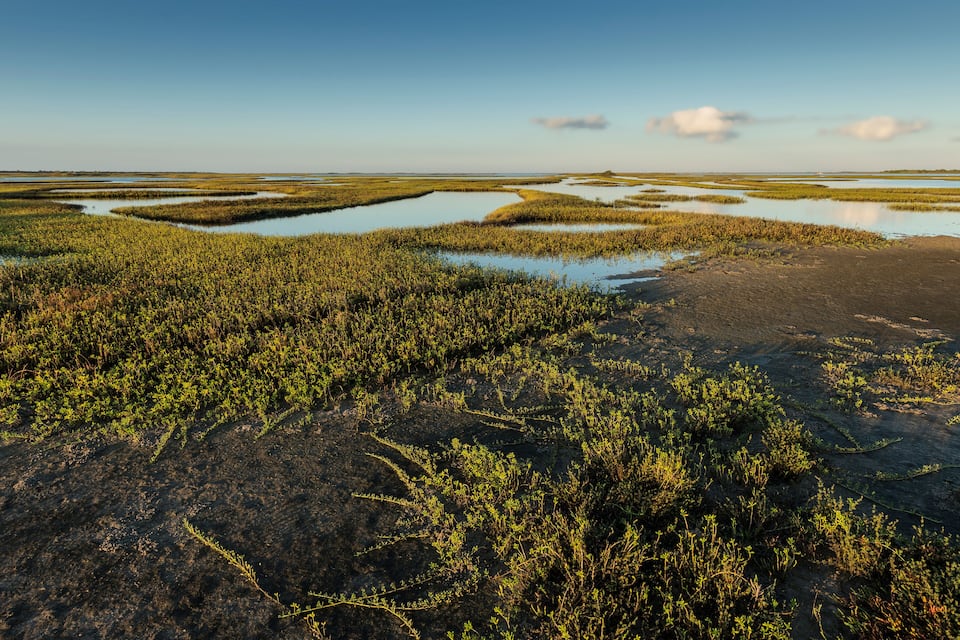 A coastal wetland with water bodies and dense vegetation.