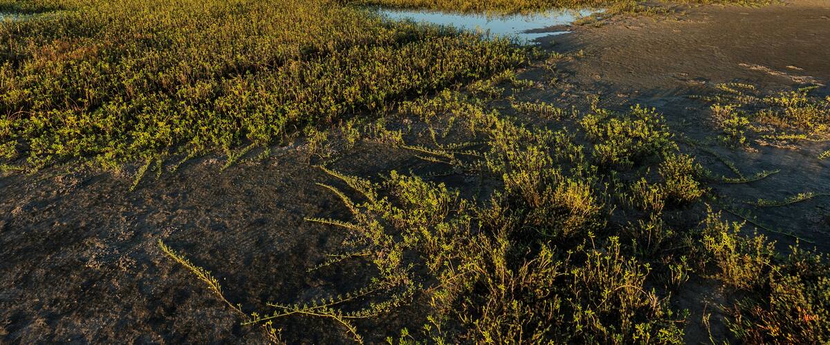A coastal wetland with water bodies and dense vegetation.