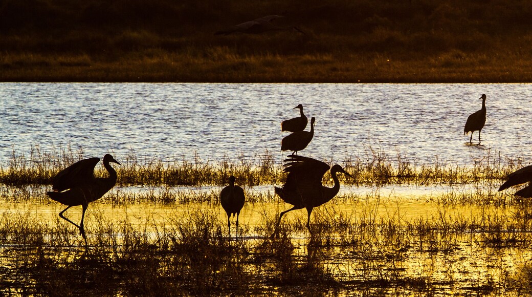 Bosque del Apache National Wildlife Refuge