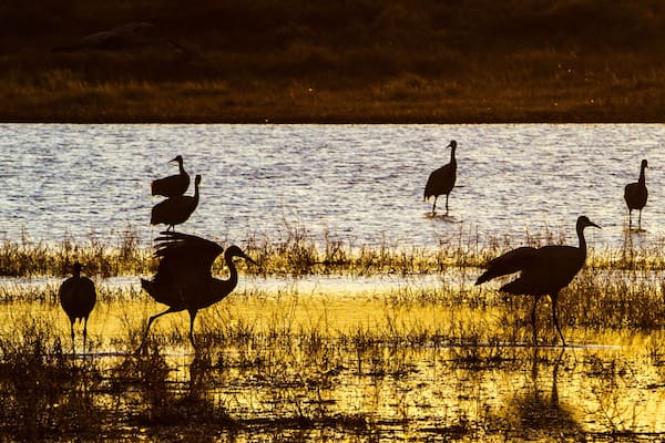 Silhouette of sandhill cranes at sunset in a wetland at Bosque del Apache wildlife Refuge. The Bosque del Apache National Wildlife Refuge is located in southern New Mexico