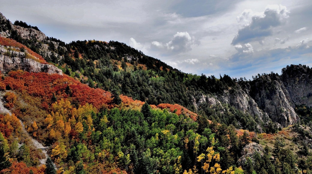 Autumn at the top of the Sandia Mountains in Albuquerque, NM is not to be missed if you happen to visit at just the right time. Hope you're not afraid of heights.
#CeliaLuzPhotography #autumn #Albuquerque #NewMexico #trees #landscape #nature #Hike #Sandias #fall #travel #places #seasons #BestHikesAroundtheWorld