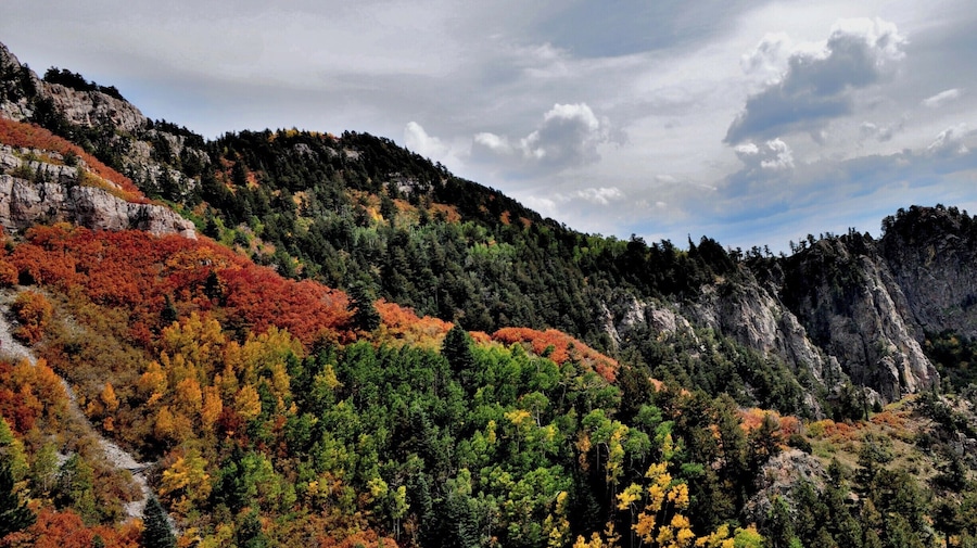 Autumn at the top of the Sandia Mountains in Albuquerque, NM is not to be missed if you happen to visit at just the right time. Hope you're not afraid of heights.
#CeliaLuzPhotography #autumn #Albuquerque #NewMexico #trees #landscape #nature #Hike #Sandias #fall #travel #places #seasons #BestHikesAroundtheWorld