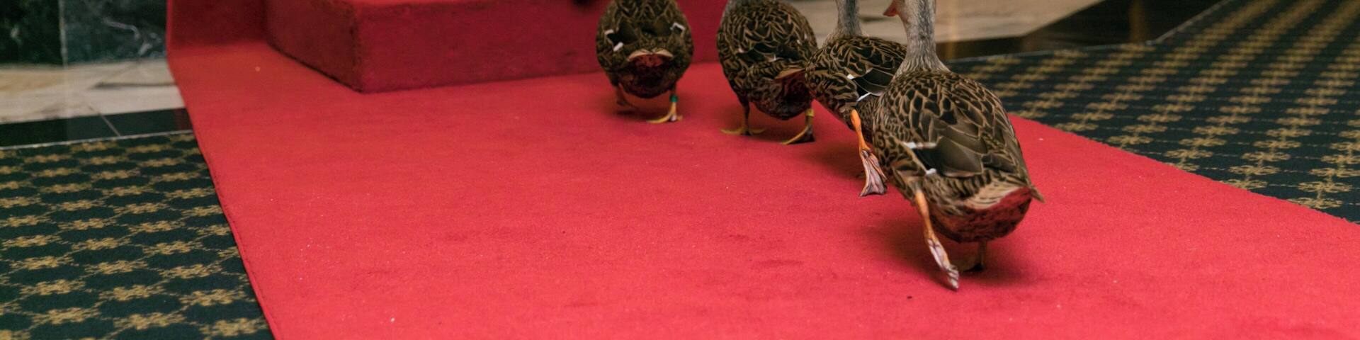 Una fuente de mármol con patos sobre una alfombra roja en un espacio público interior.