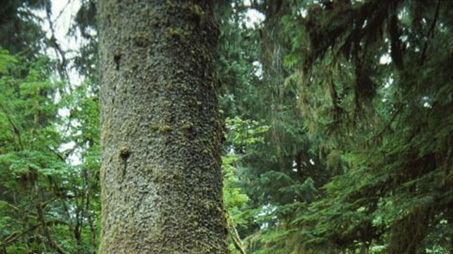 Man looking at Sitka spruce