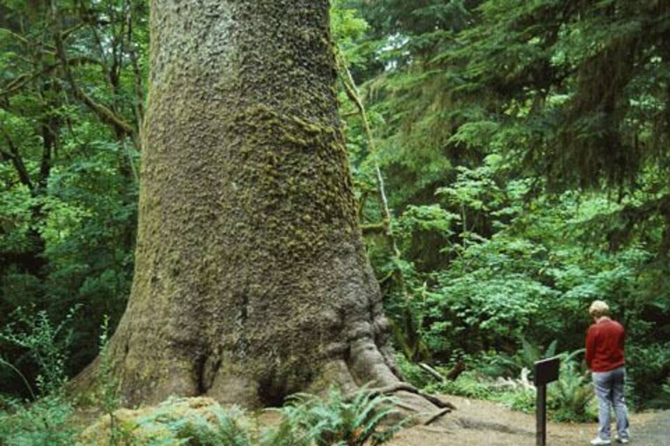 A large tree with a sign in a forested area.
