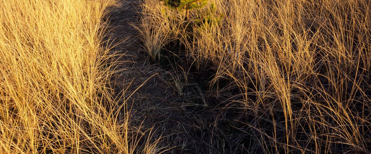 WA, Leadbetter Point State Park, beach trail along Willipa Bay