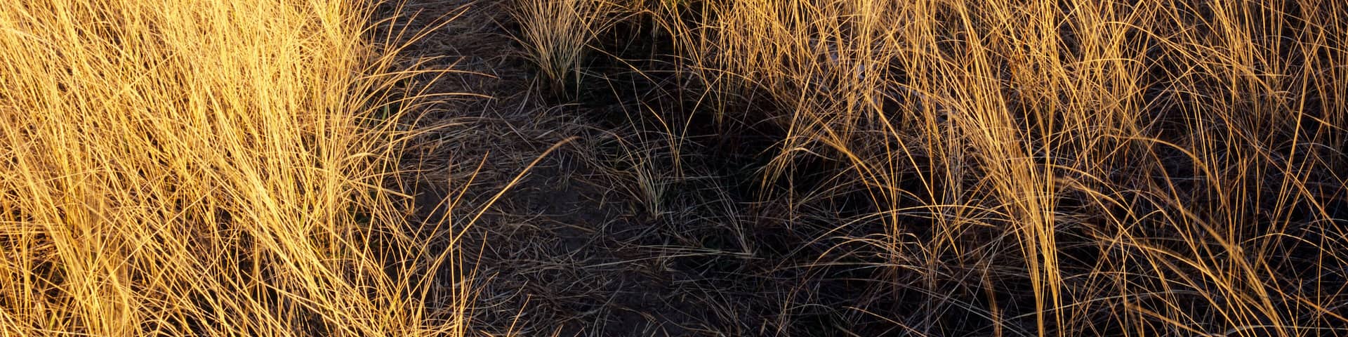 WA, Leadbetter Point State Park, beach trail along Willipa Bay