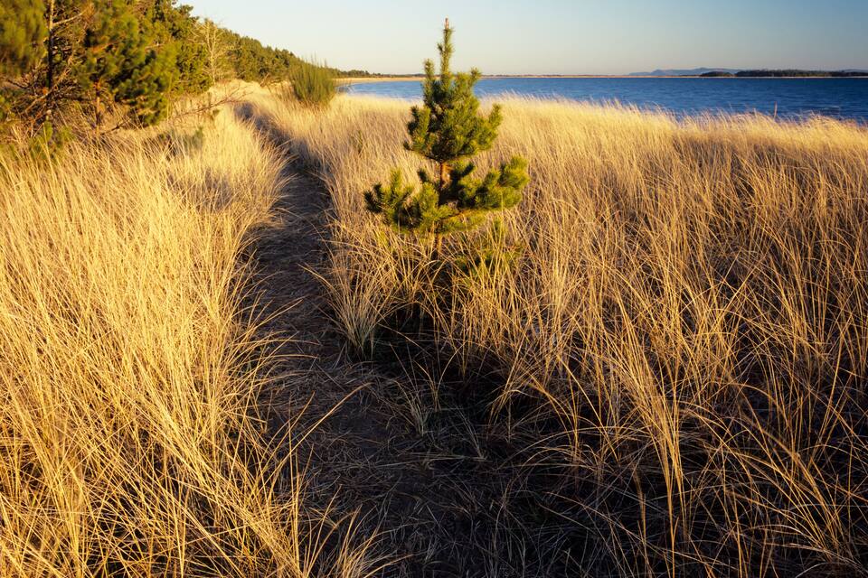 Ein Küstenpfad mit hohem Gras, der zu einem Strand führt.