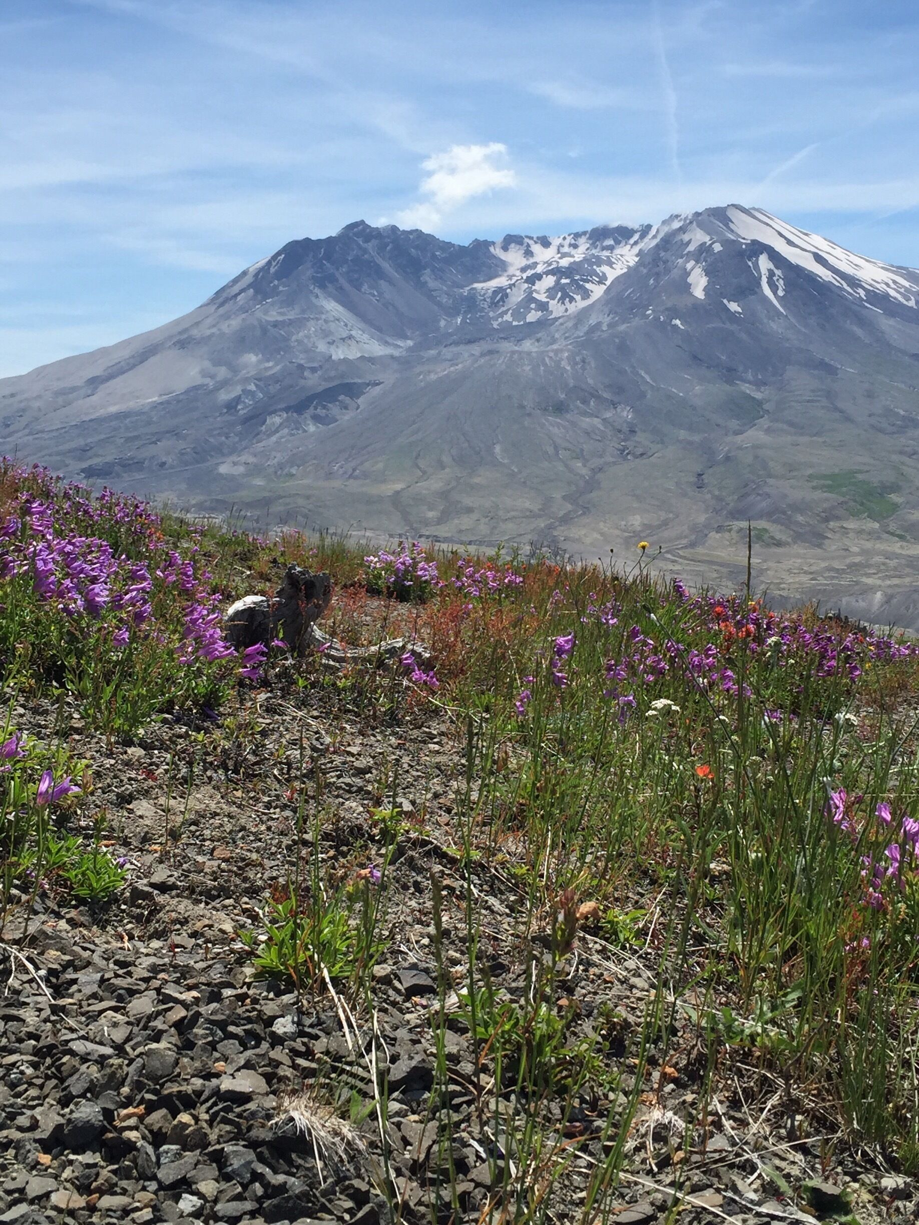 Beautiful sunny day at Johnston Ridge Observatory with a perfect view of Mt. St. Helens.  There's a nice little hike too that starts at the observatory and goes about 2 miles along the ridge and then you turn around to come back.