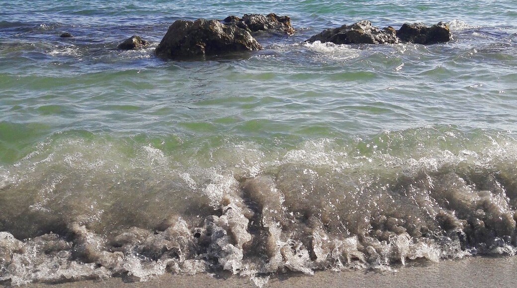 Caspersen Beach in Venice, Florida, is the spot for finding fossilized shark teeth.