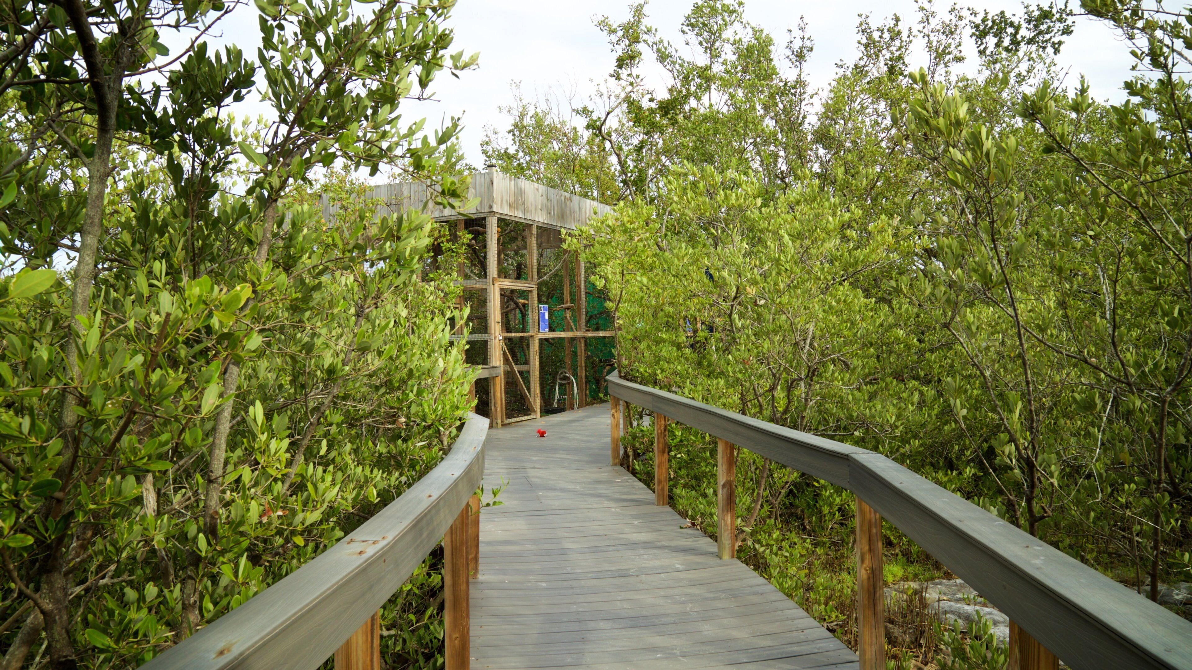 Florida Keys Wild Bird Rehabilitation Center