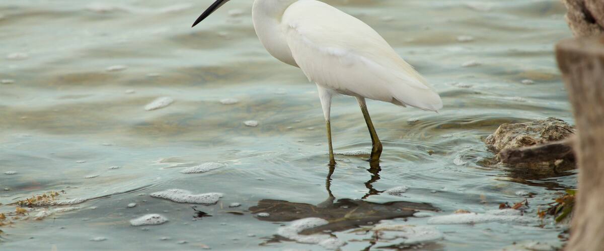 Florida Keys Wild Bird Rehabilitation Center