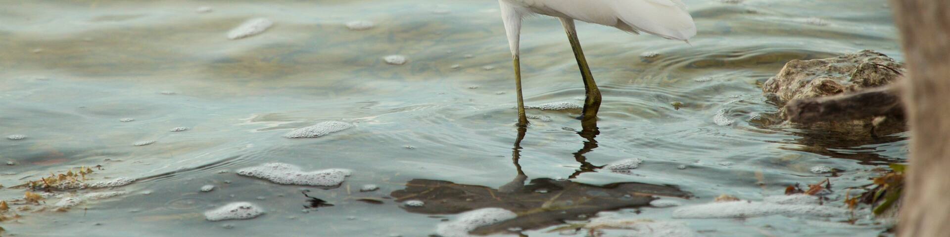 Florida Keys Wild Bird Rehabilitation Center