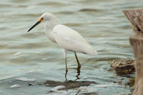 Florida Keys Wild Bird Rehabilitation Center