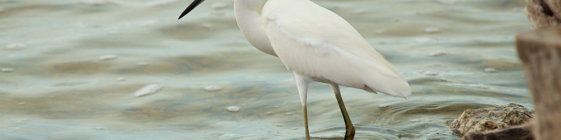 Florida Keys Wild Bird Rehabilitation Center