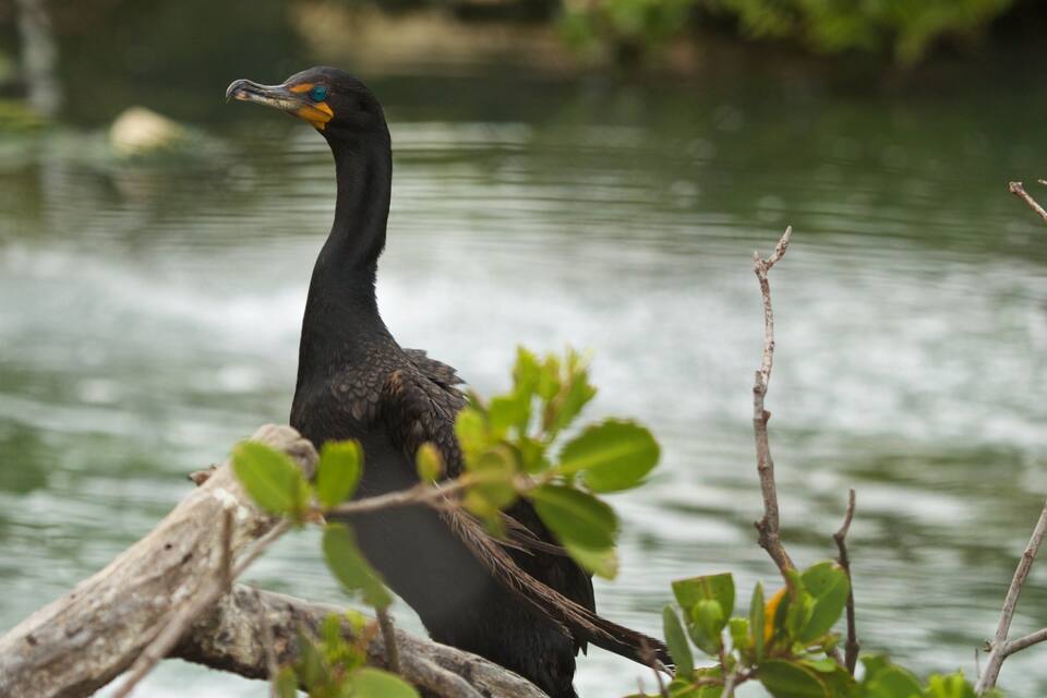 A bird perched on a branch by a body of water.