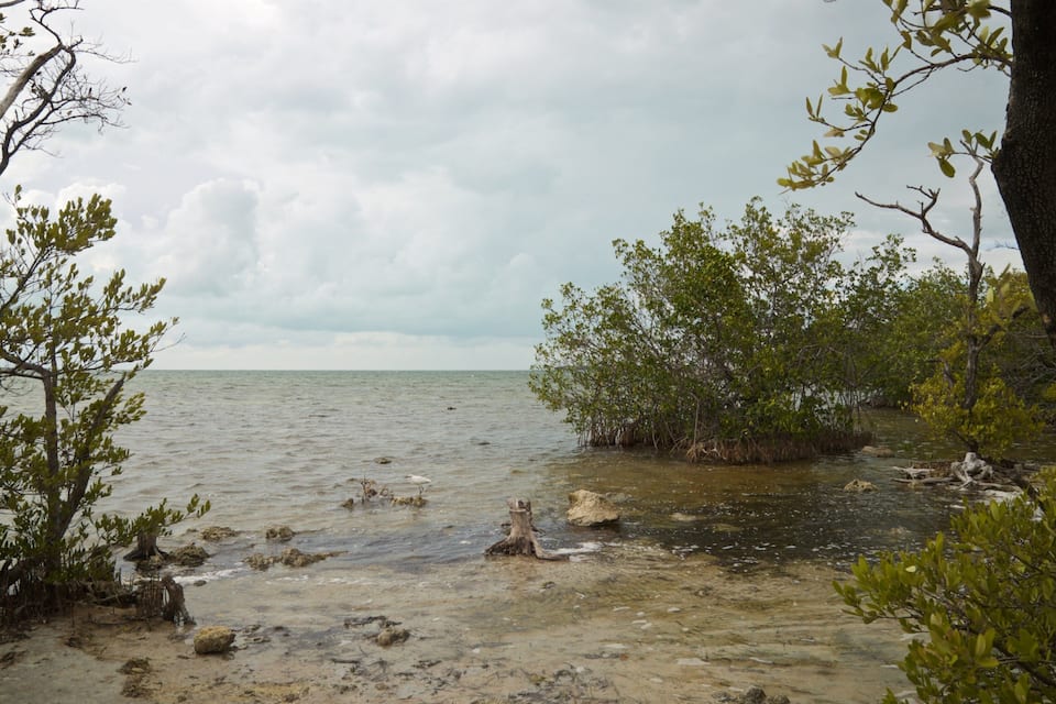 A coastal landscape with mangrove trees and a sandy beach.