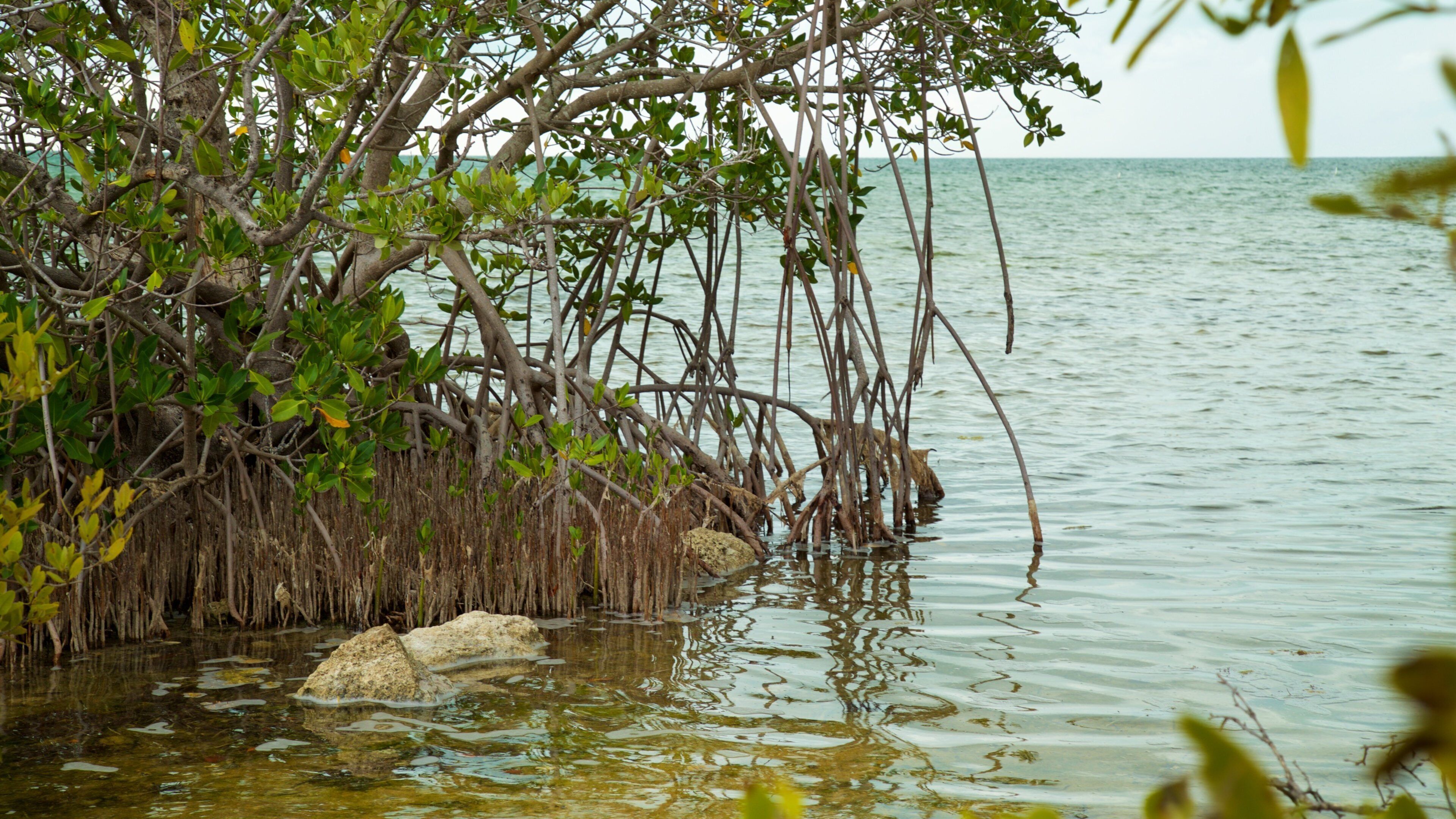 Florida Keys Wild Bird Rehabilitation Center