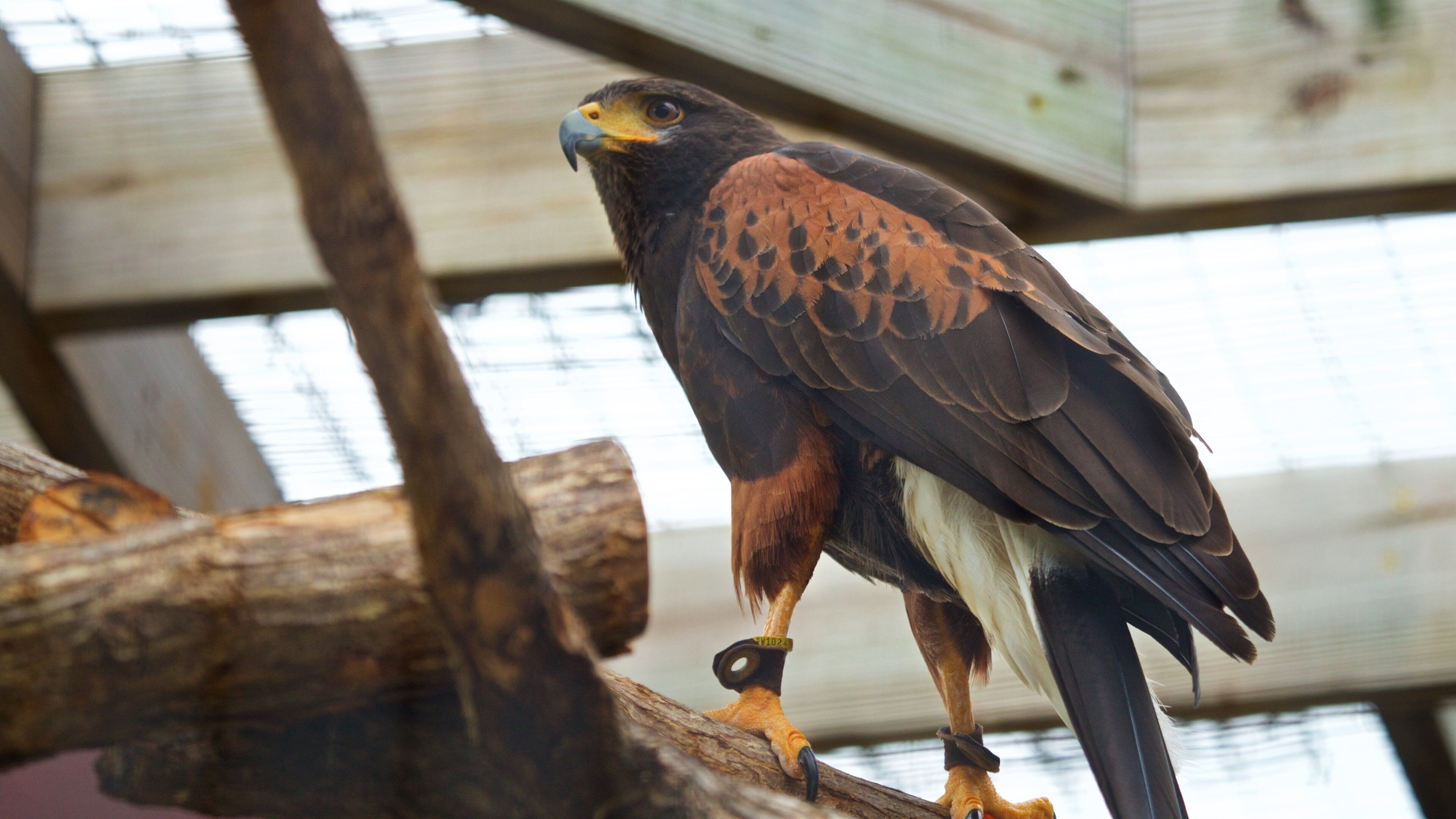 Florida Keys Wild Bird Rehabilitation Center