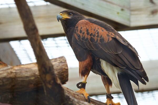 Un oiseau de proie était perché sur une structure en bois.