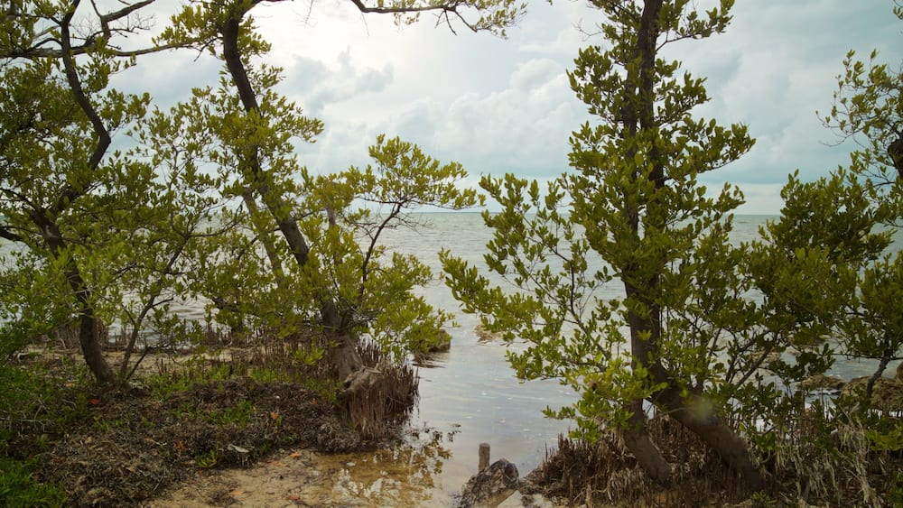 A coastal landscape with trees and a sandy beach.
