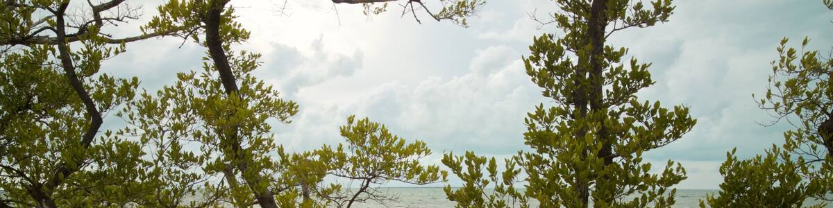 Florida Keys Wild Bird Rehabilitation Center