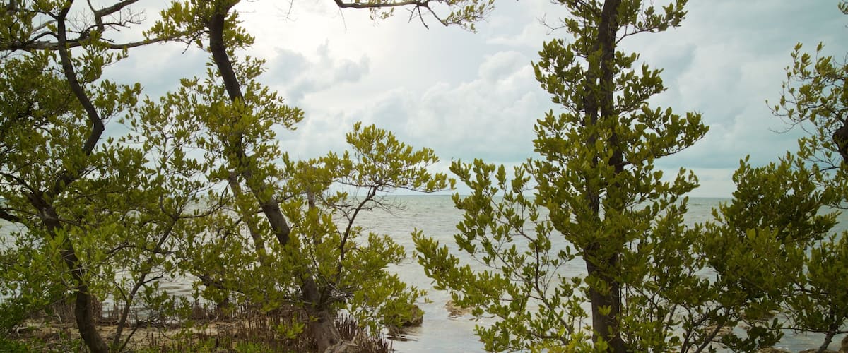 Florida Keys Wild Bird Rehabilitation Center