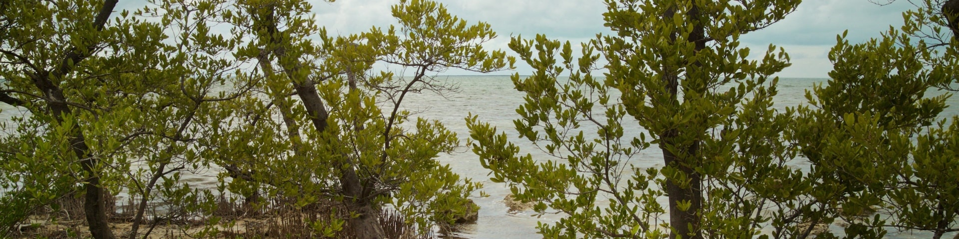 Florida Keys Wild Bird Rehabilitation Center