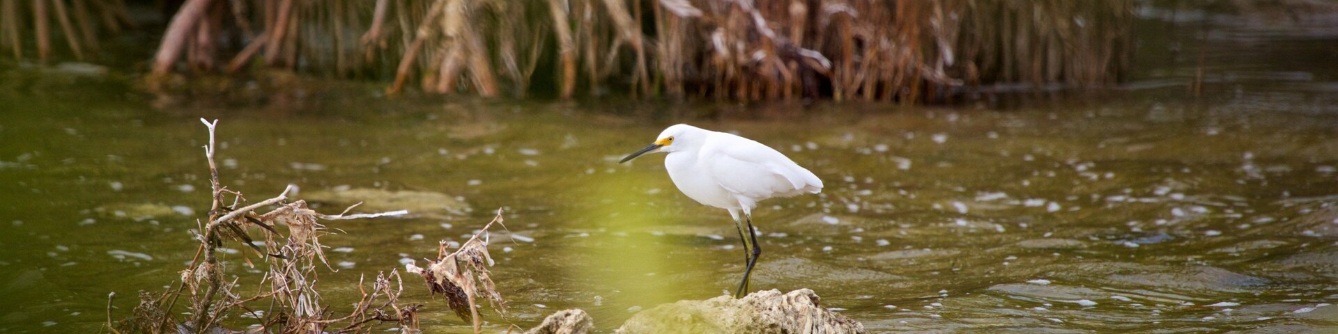 Florida Keys Wild Bird Rehabilitation Center