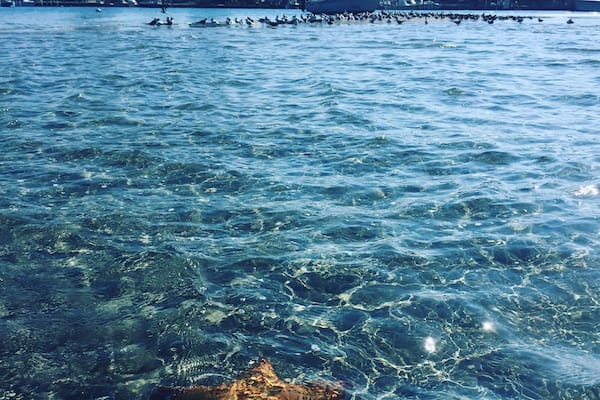 Blue Heron Bridge PalmBeach